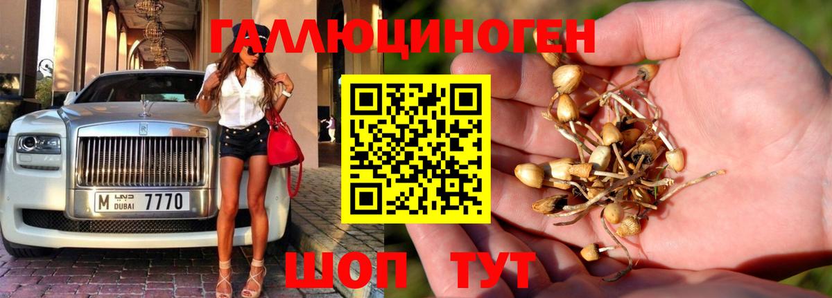 Псилоцибиновые грибы Cubensis Узловая